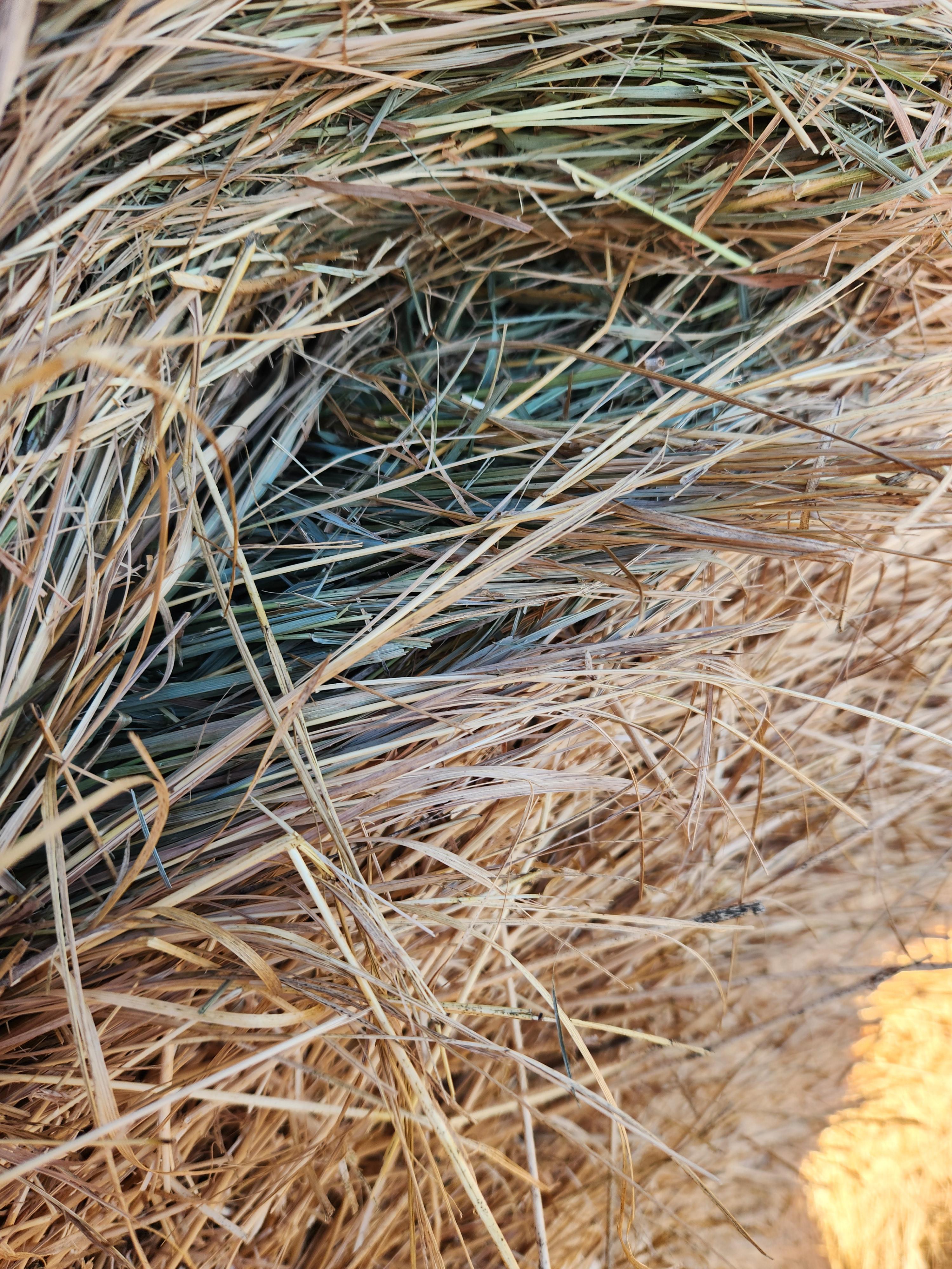 Photo of Hay