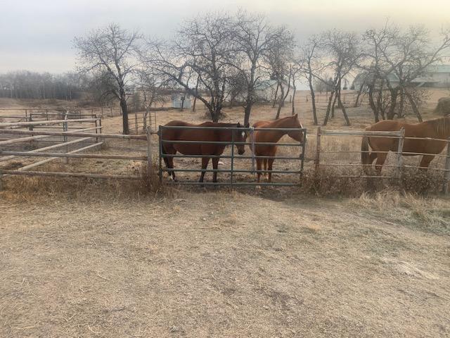 Photo of horses for sale