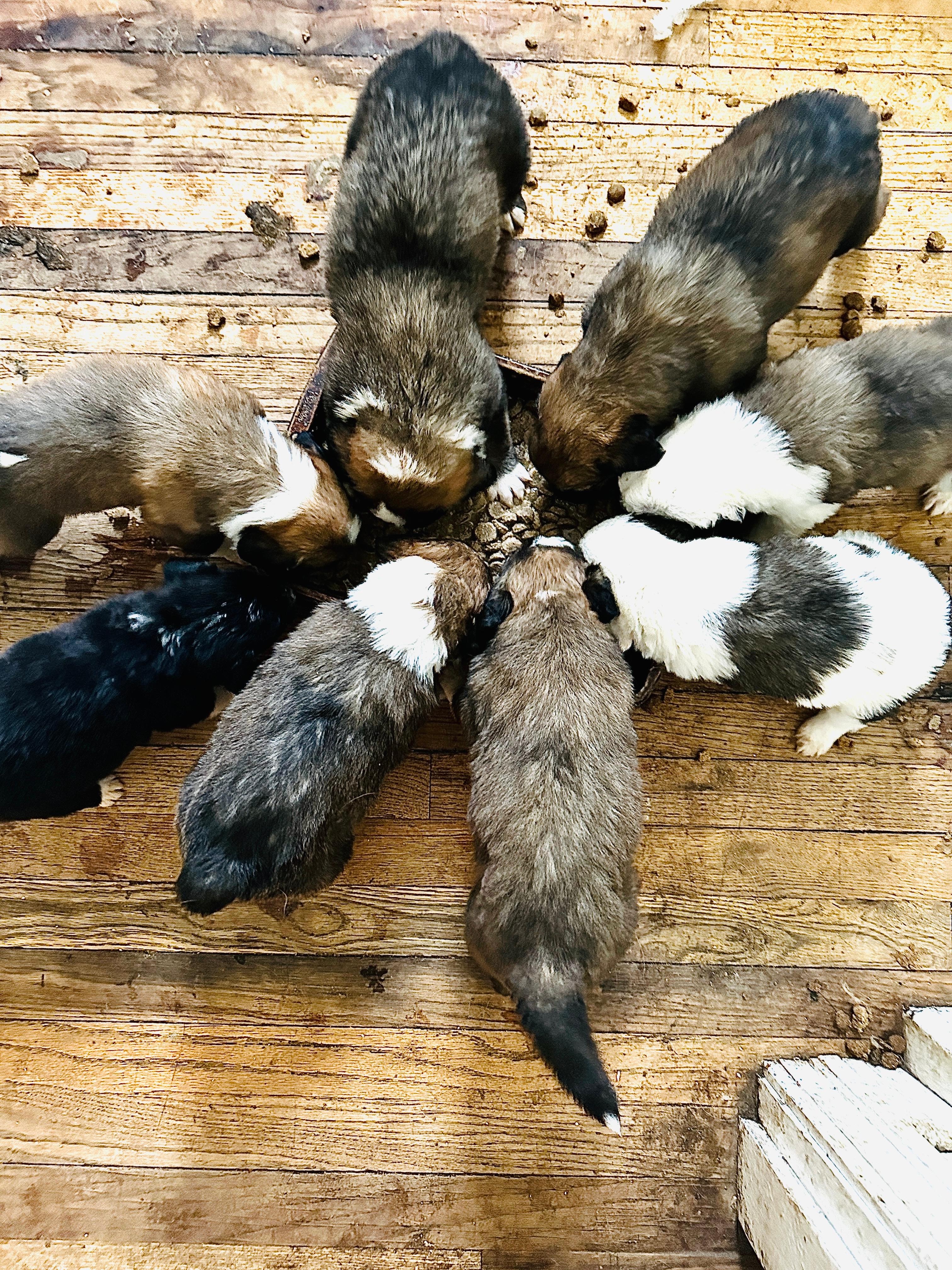 Photo of Christmas Border Collie Bernard Puppies