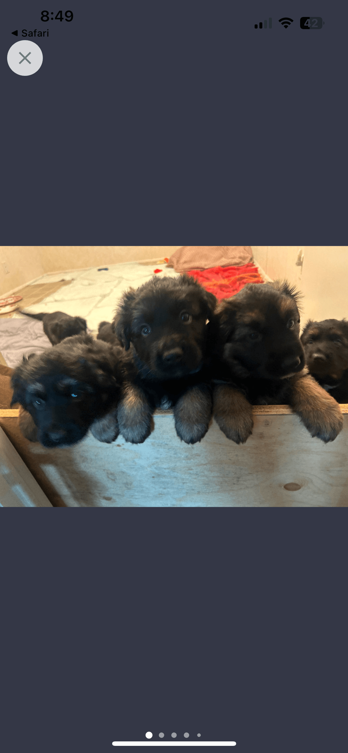 Photo of German shepherd puppies