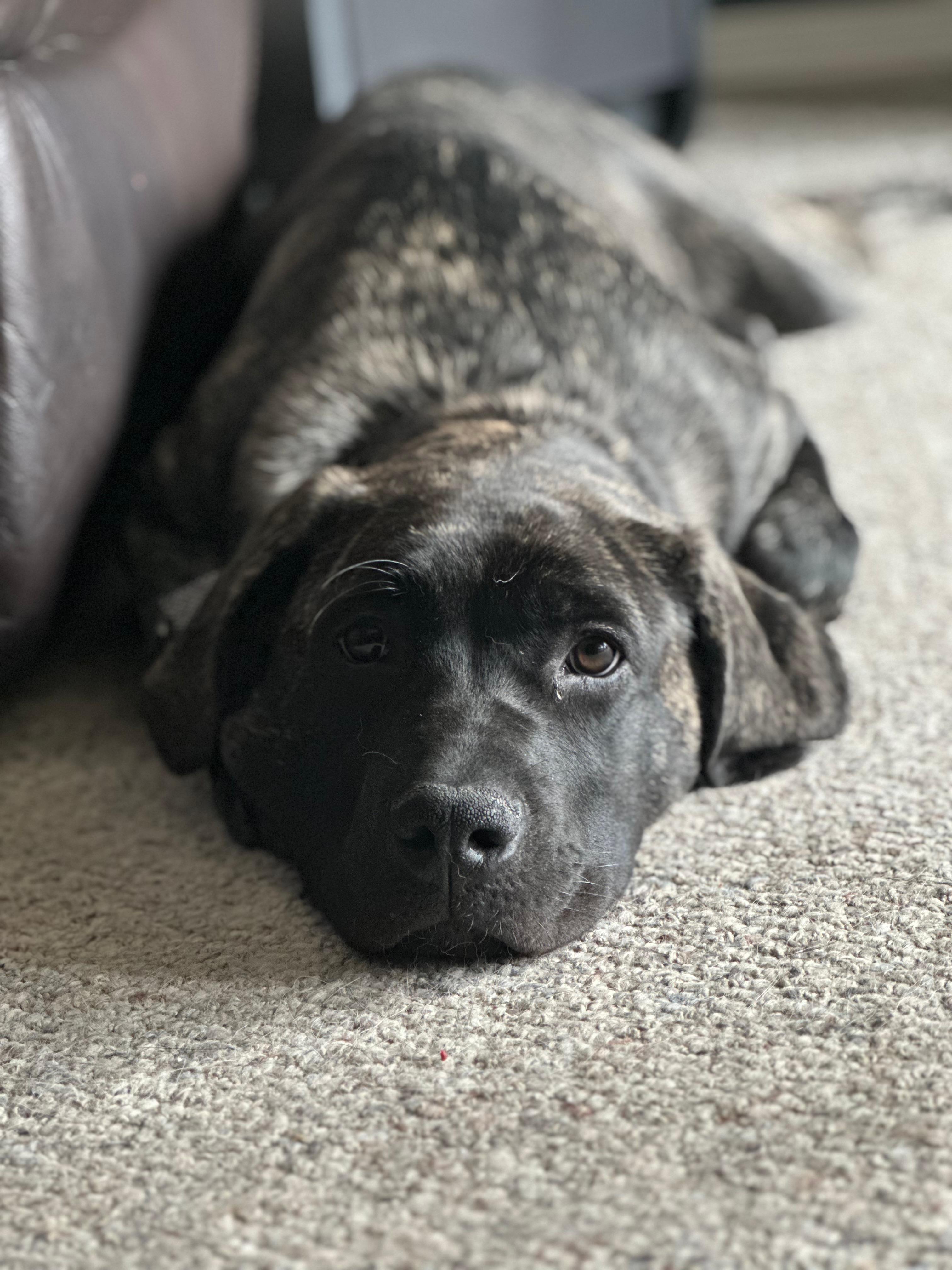 Photo of 6 month old cane corso/ mastiff female