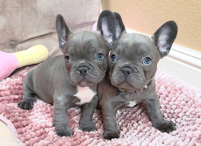 Photo of Well Trained Blue French Bulldog Puppies