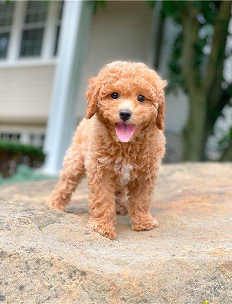 Photo of Sweet Cavapoo babies ready to leave