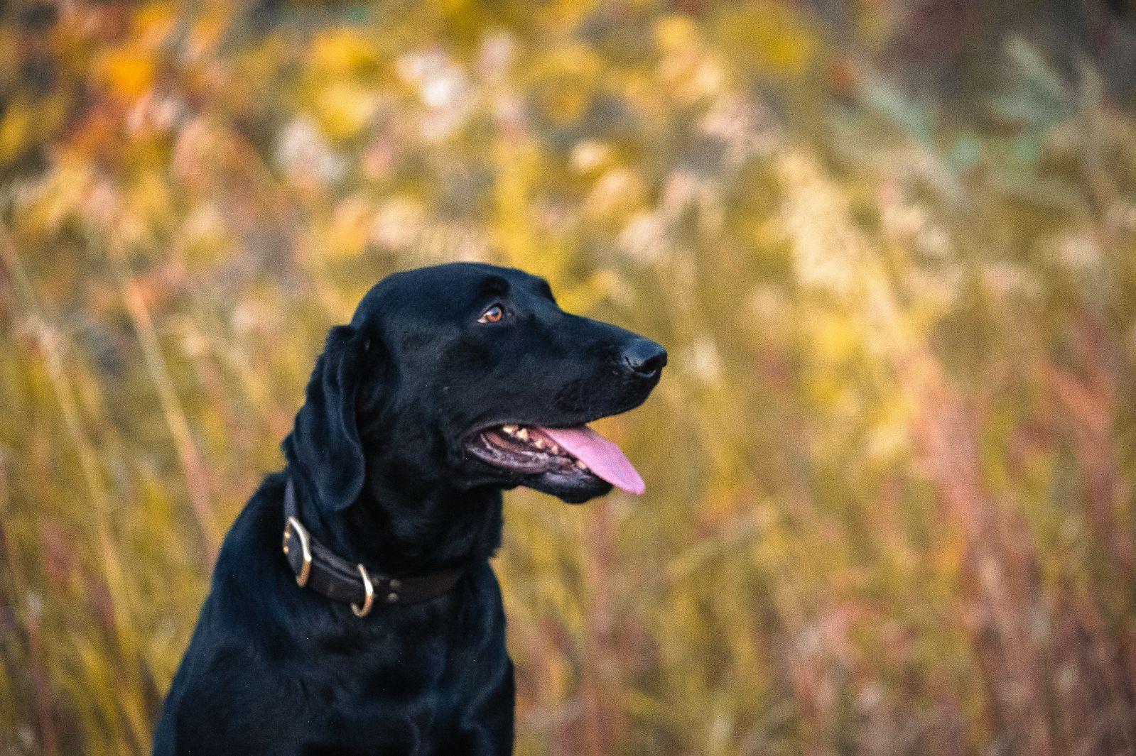 Photo of Black Labrador female