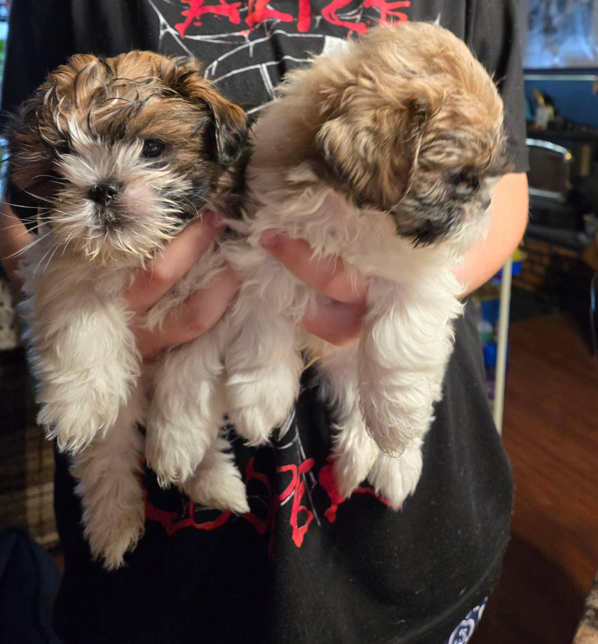 Photo of Teddy Bear puppies