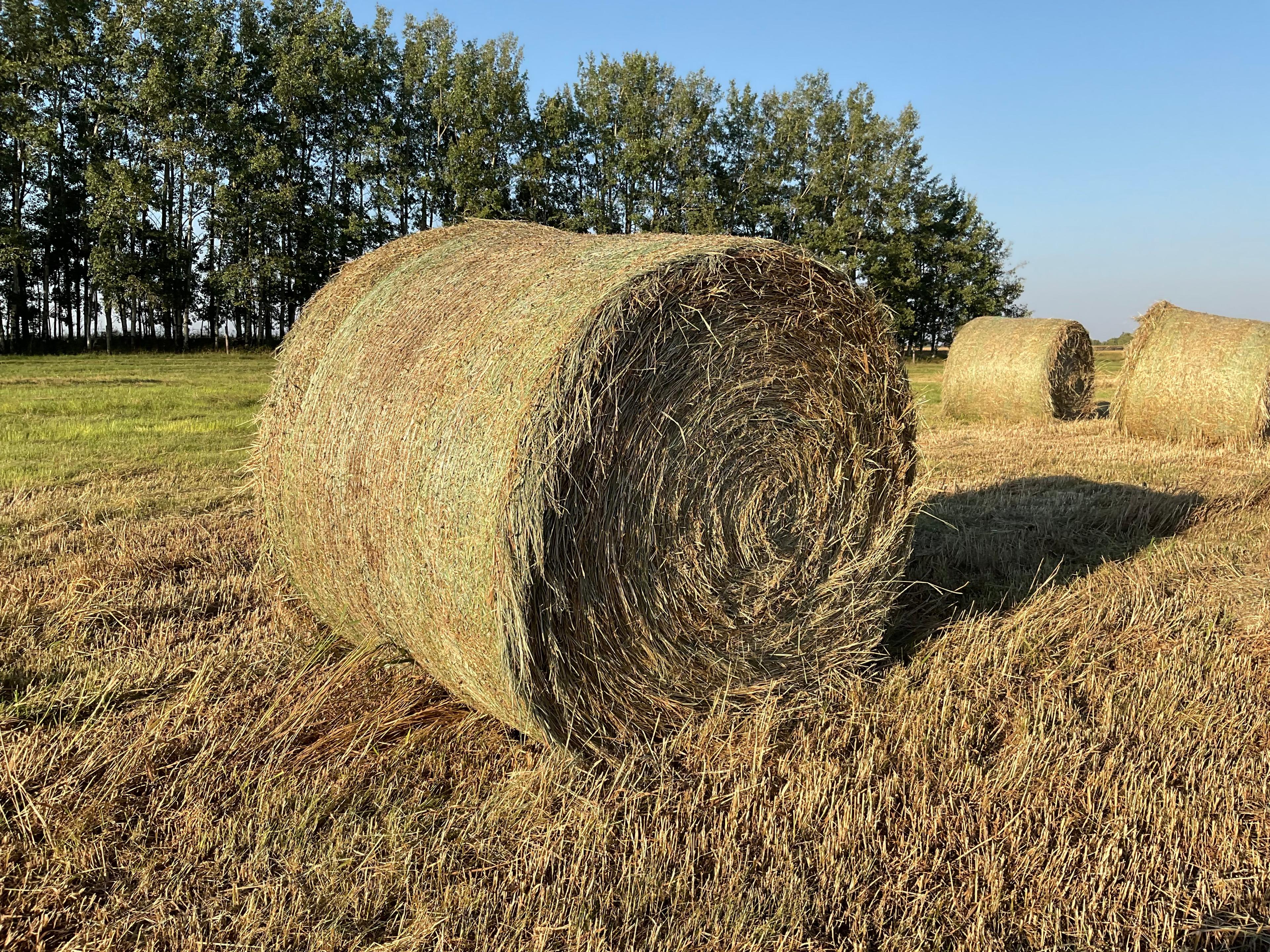 Photo of Hay for livestock