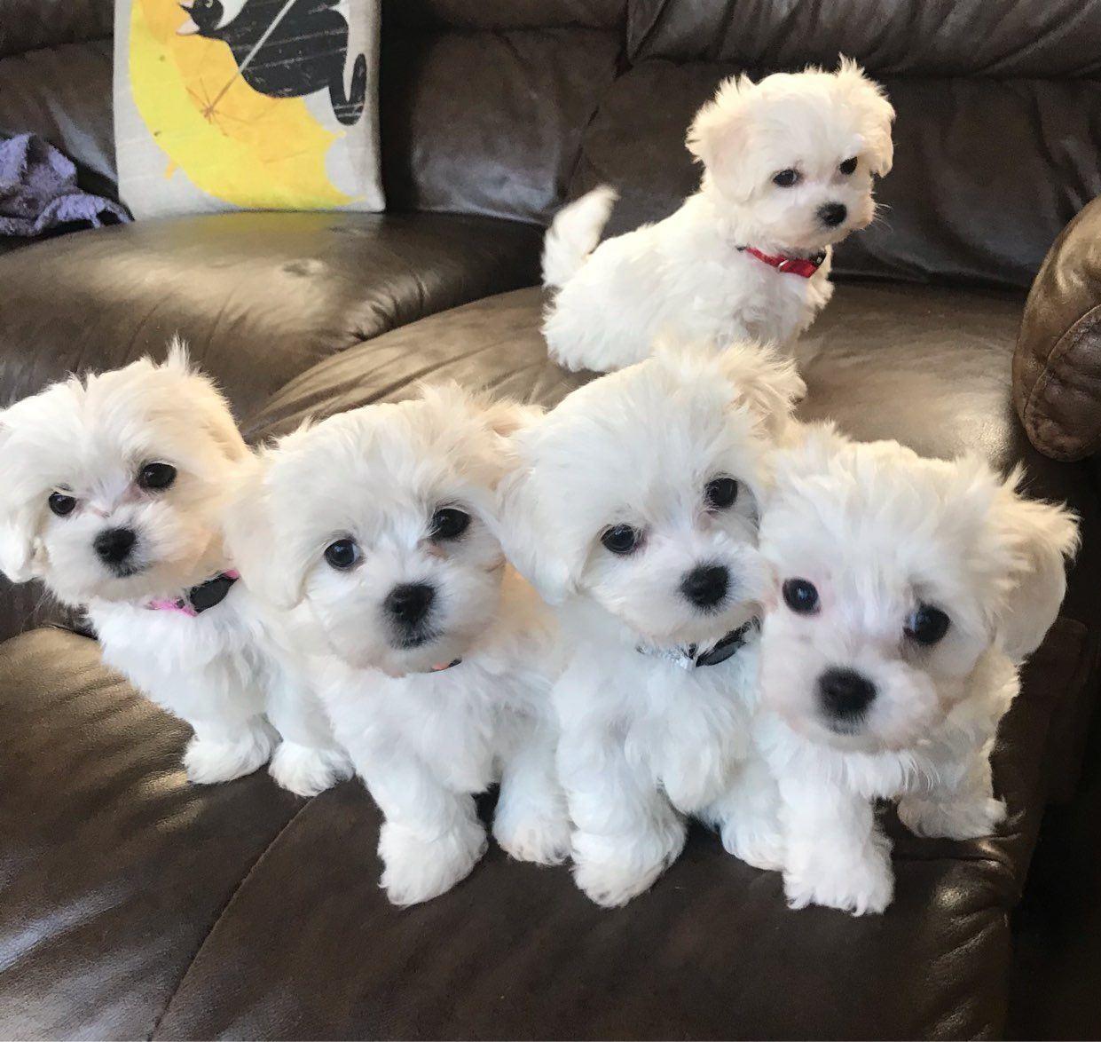 Photo of Stunning Maltese puppies now looking for a new home.