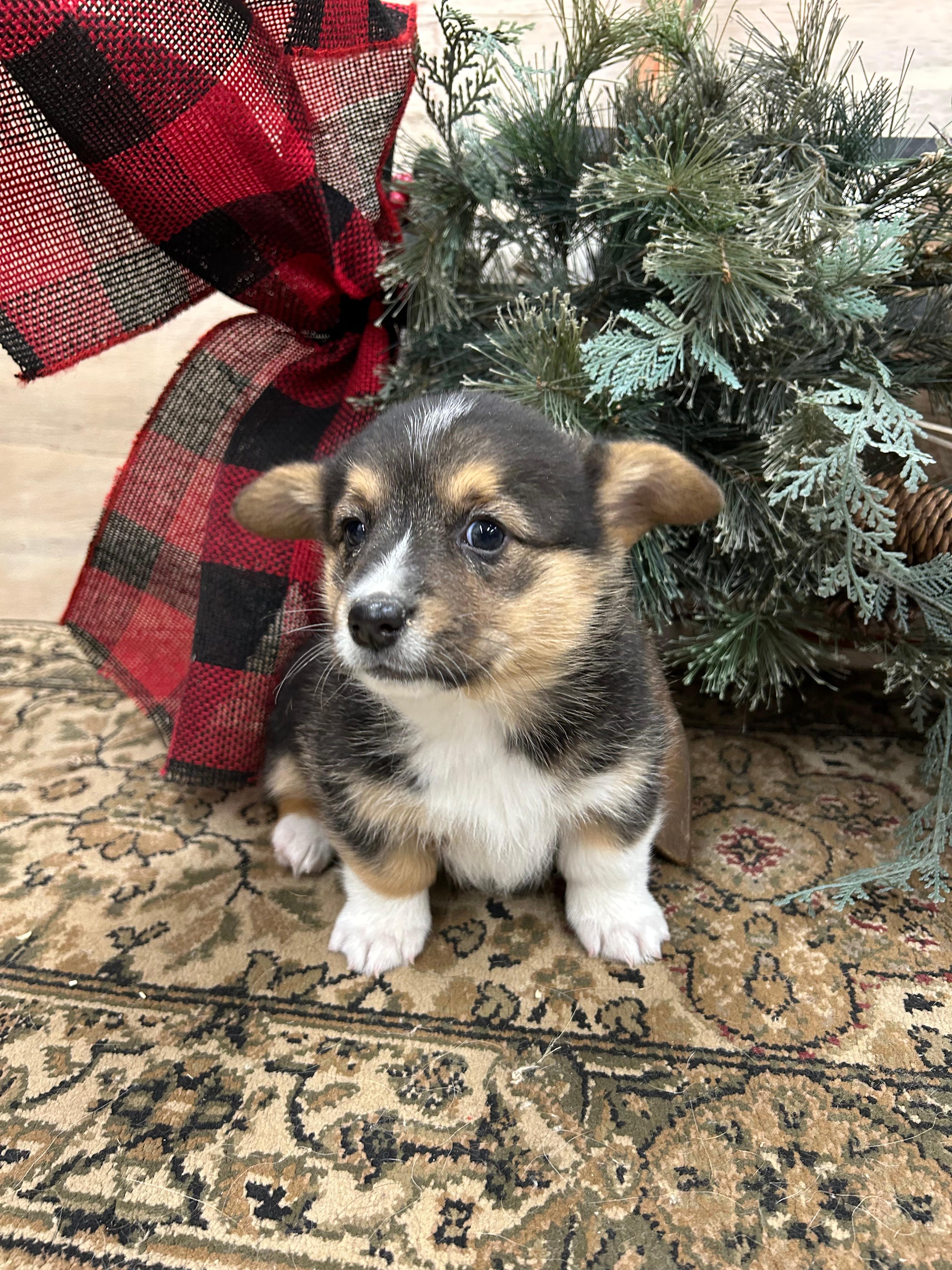 Photo of Purebred Pembroke Welsh Corgis 