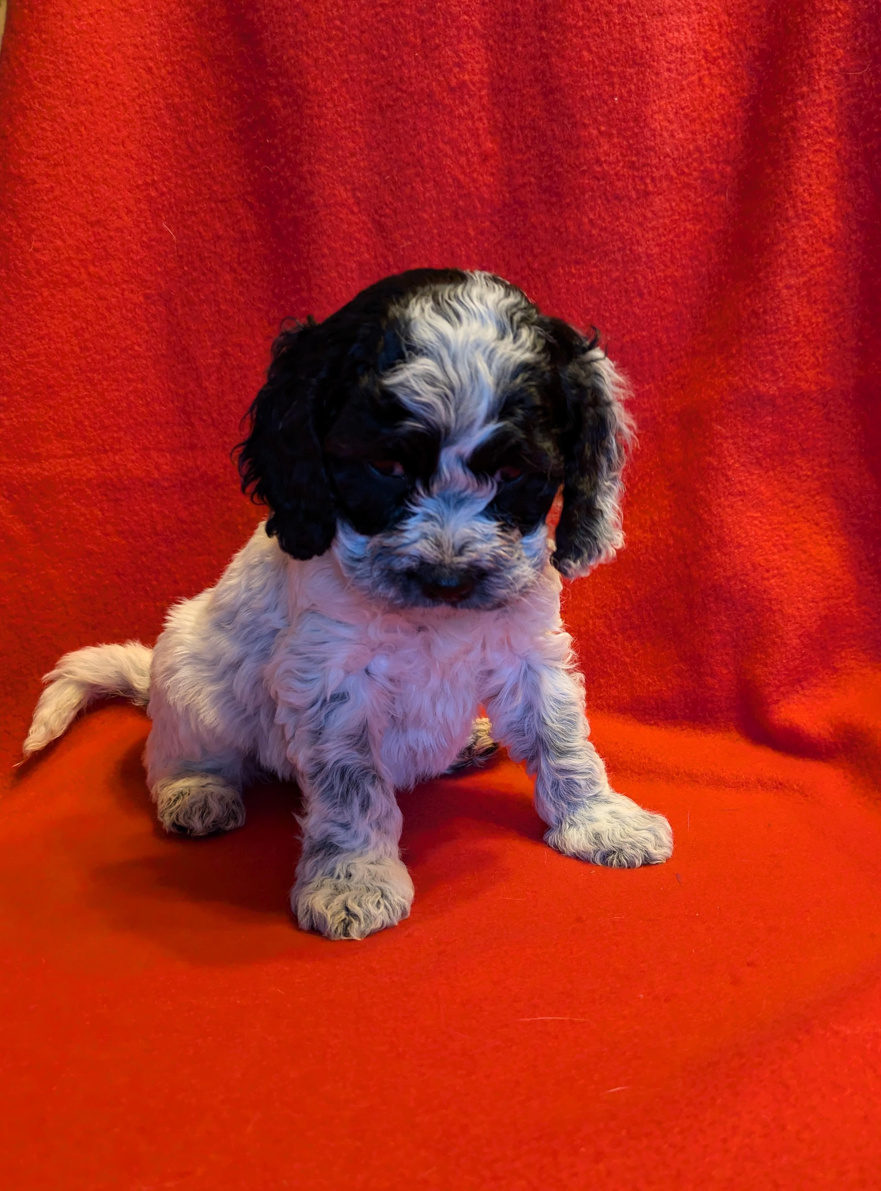 Photo of Cockapoo Pups