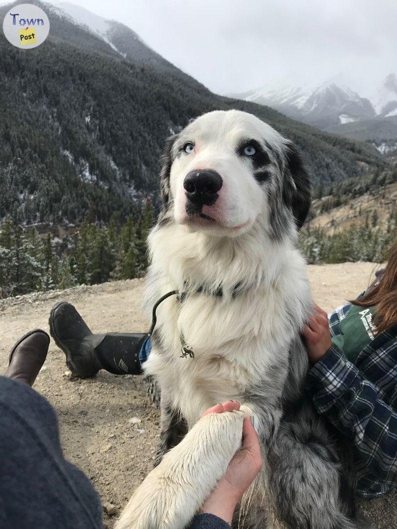 Photo of Proven Stud Australian Shepherd/ Border Collie