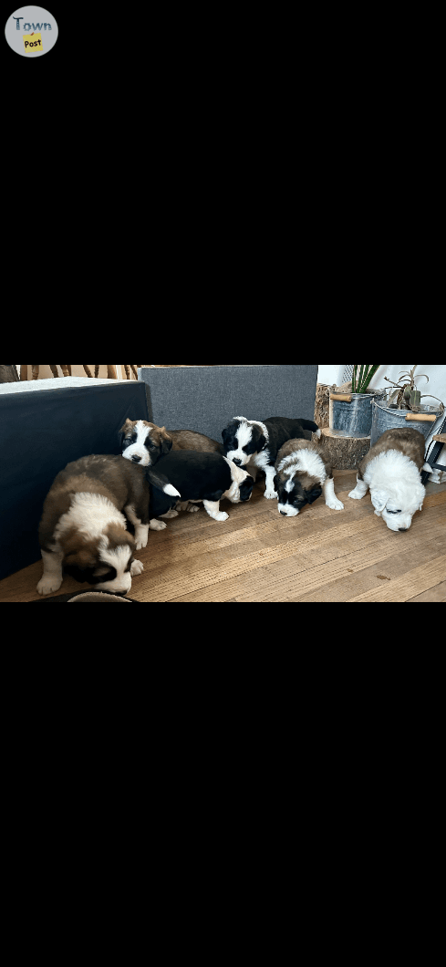 Photo of Border collie St. Bernard puppies 