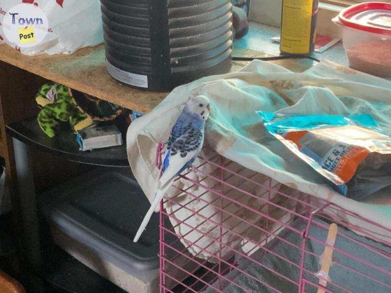 Photo of Budgie and cage for sale