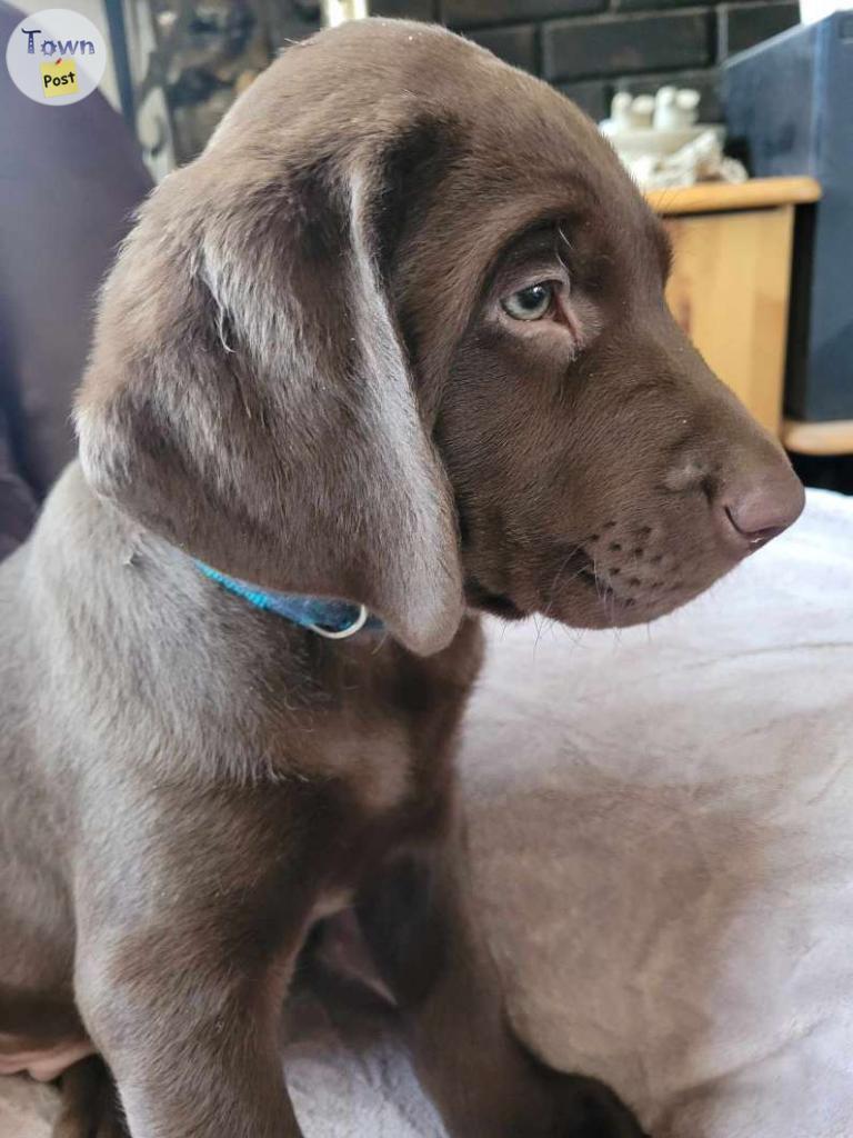 Photo of CKC Registered Chocolate Labrador Pup, 1 Left