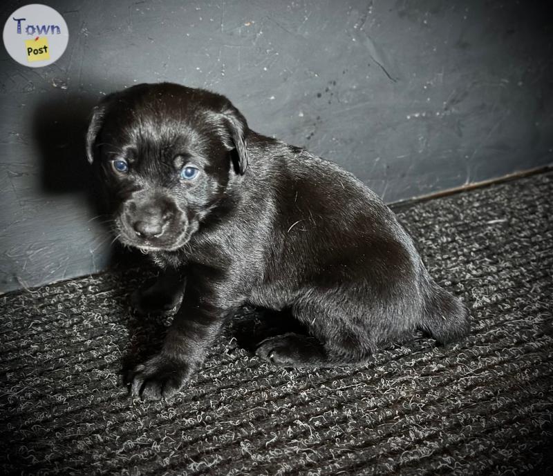 Photo of Lab Rotti Cross Puppies 