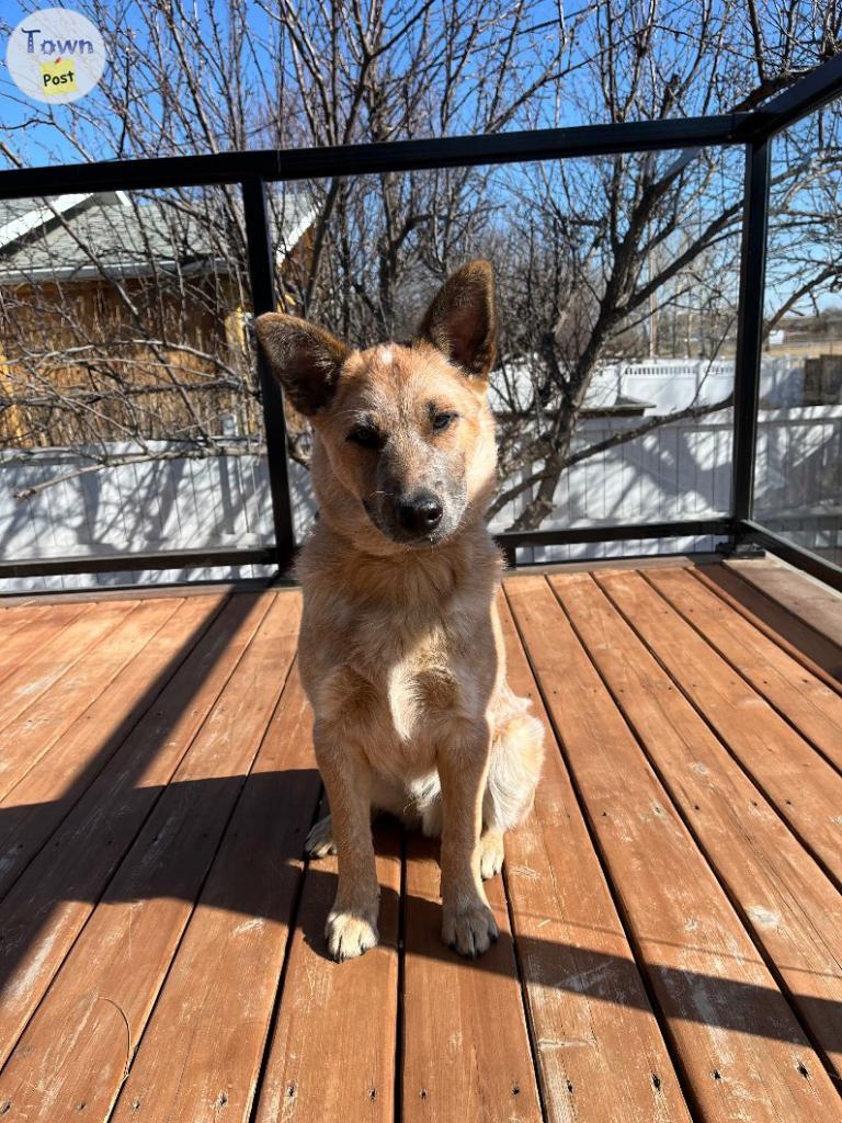 Photo of 4 month old Male Blue Heeler to rehome