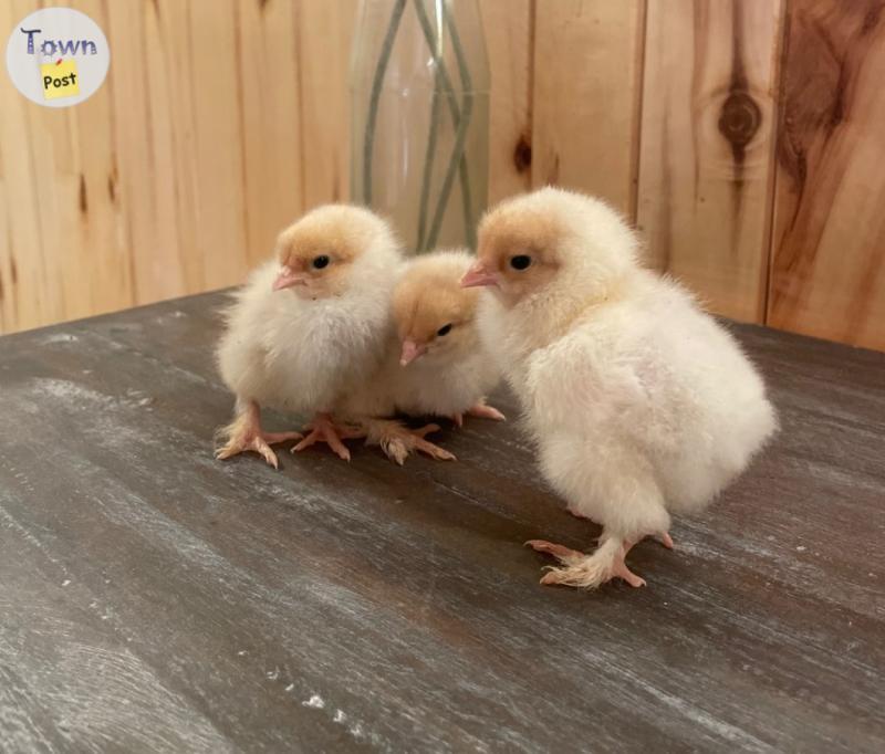 Photo of Lemon Brahma chicks 