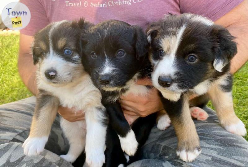 Photo of ***Purebred Australian Shepperd Puppies - only 3 left ***