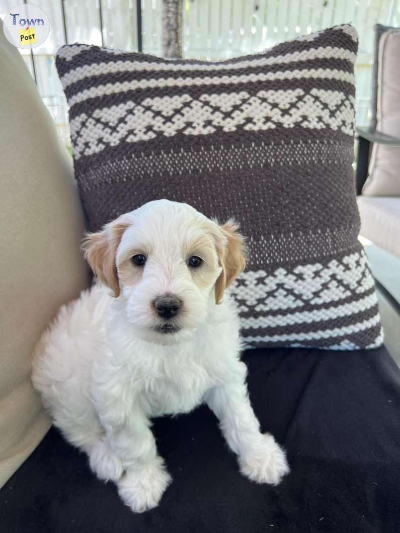 Photo of Wanted,Guardian home for miniture  Goldendoodle