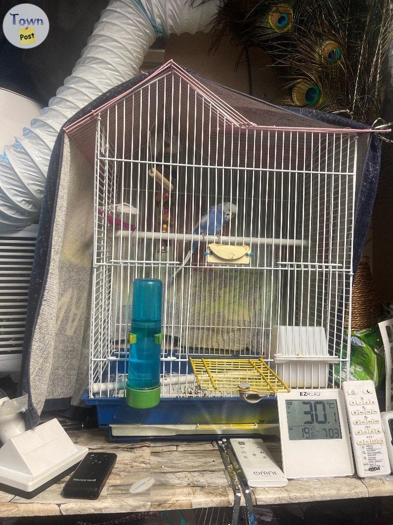 Photo of Budgie and cage