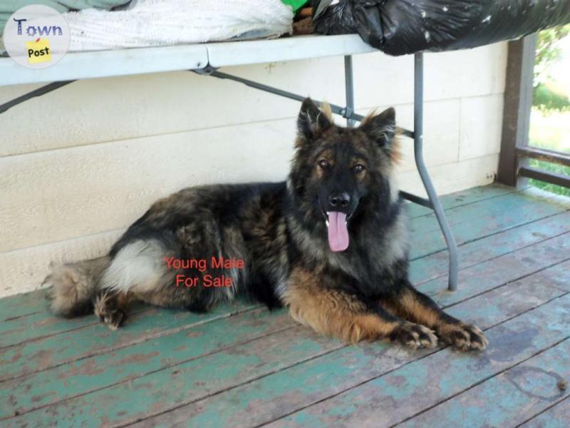 Photo of German Shepherd Dog