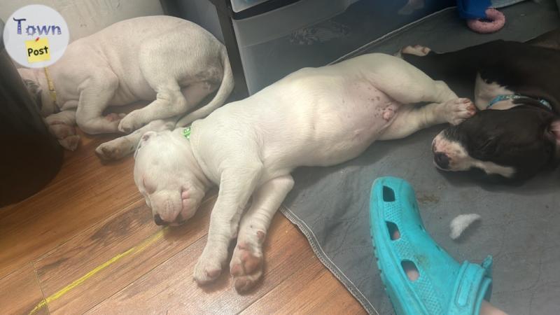 Photo of Pitbull doggo puppies