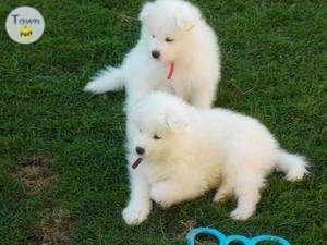 Photo of Samoyed Puppies