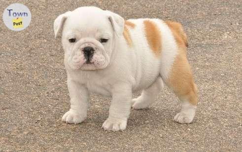 Photo of English Bulldog Puppies