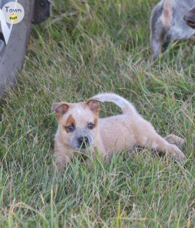 Photo of Purebred Mini Heelers (ACD) 