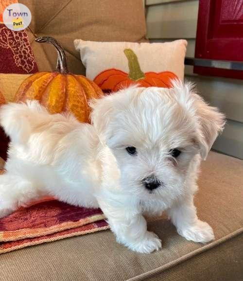 Photo of Lovely Maltese Puppies For Sale.