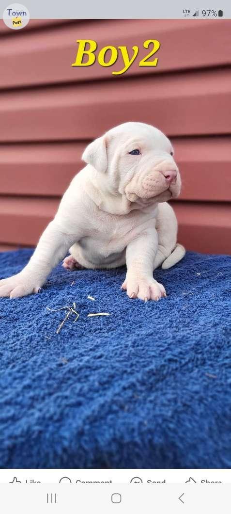 Photo of Puppies for sale just in time for Christmas 