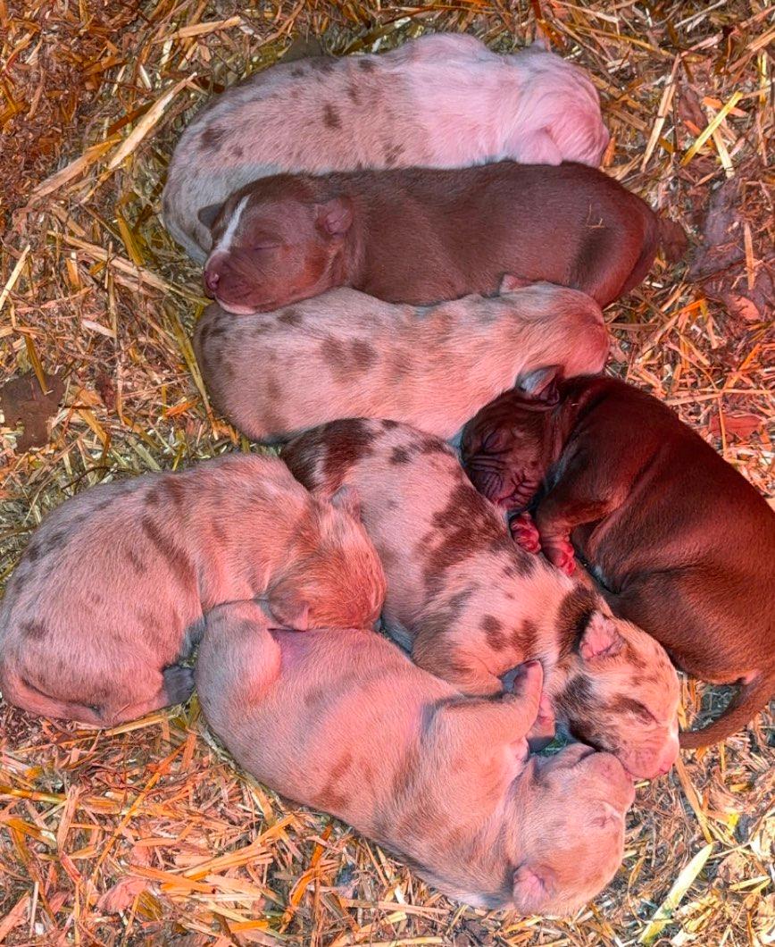 Photo of Bully/pitbull puppies 