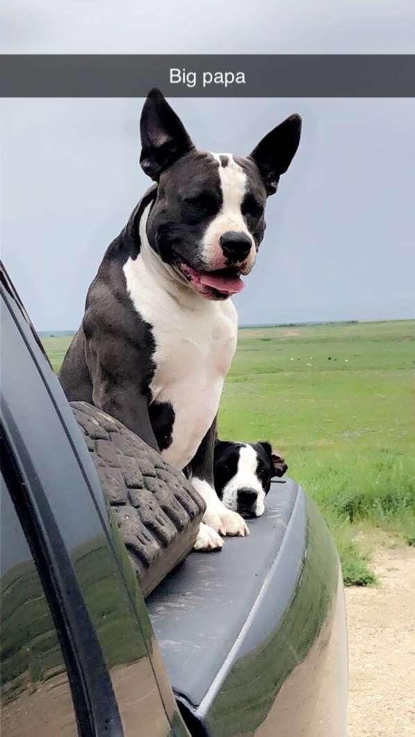 Photo of GOTTIE RAZOR EDGE PUPPIES PITBULL