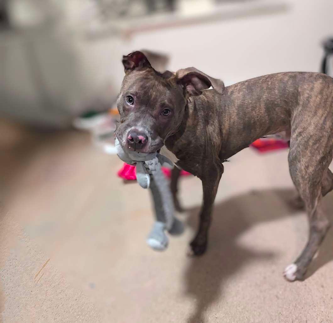 Photo of Beautiful, loving bluenose pitbull needs a loving home 