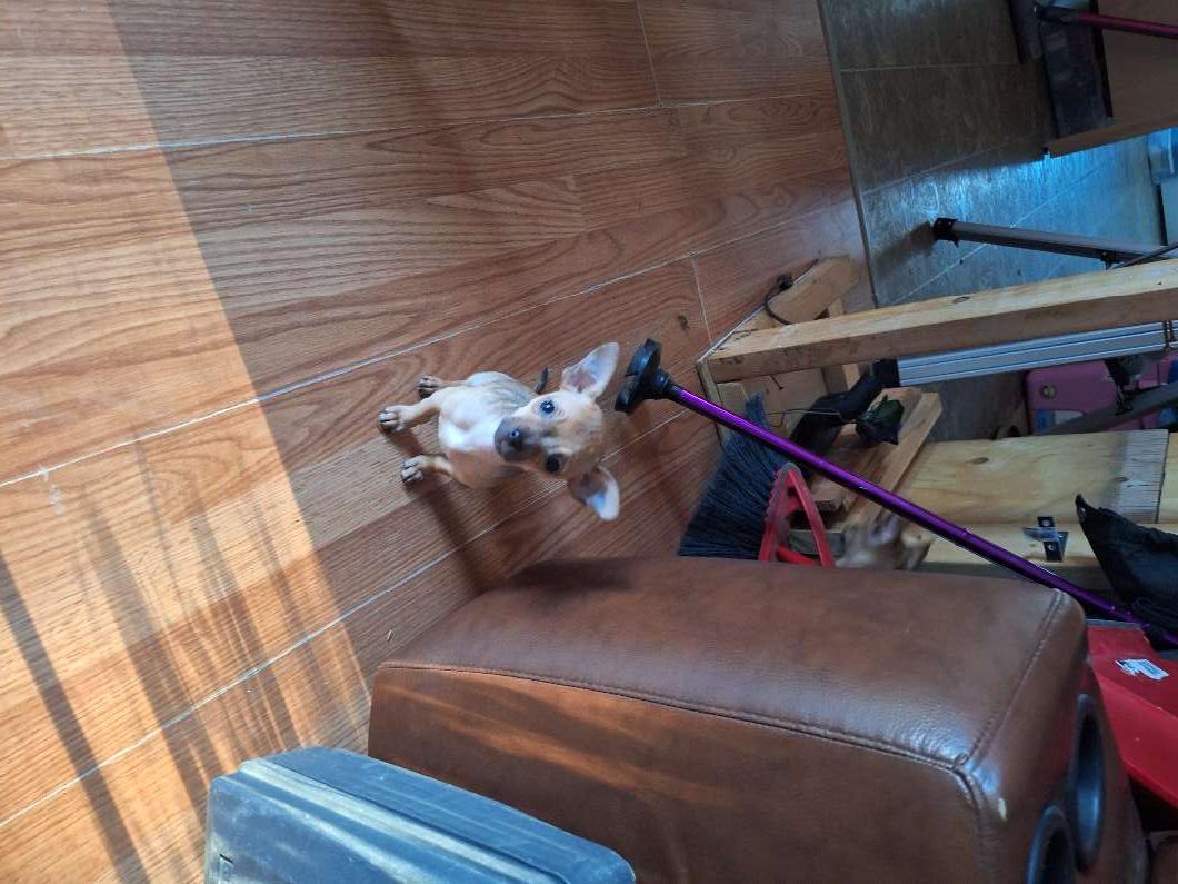 Photo of Chihuahua puppy looking for her nhome